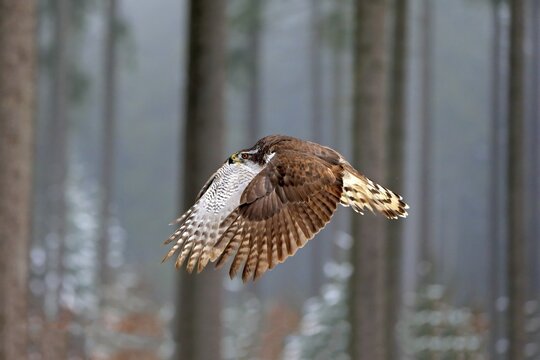 Northern goshawk (Accipiter gentilis), adult in winter, in snow, in flight, Zdarske Vrchy, Bohemian-Moravian Highlands, Czech Republic