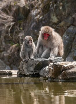 Two Japanese macaque (Macaca fuscata), mother and young animal sitting by the water, Yamanouchi, Nagano Prefecture, Honshu Island, Japan