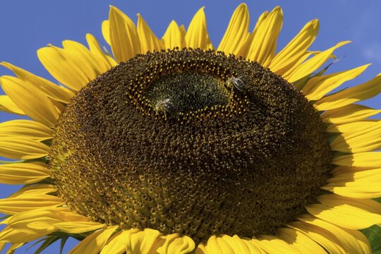 Sunflower (Helianthus annuus), bees collecting nectar, Bavaria, Germany