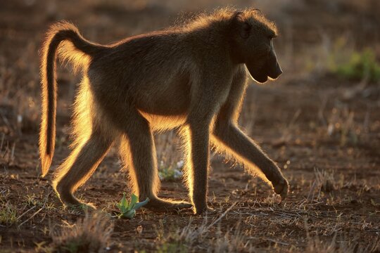 Chacma baboon (Papio ursinus), adult, male backlit at sunset, Kruger National Park, South Africa