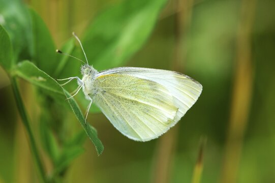 Green-veined White (Pieris napi), underside, Zug, Switzerland, Europe