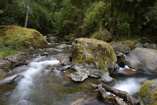 River head of the Rio Savegre river, San Gerardo de Dota, Costa Rica, Central America