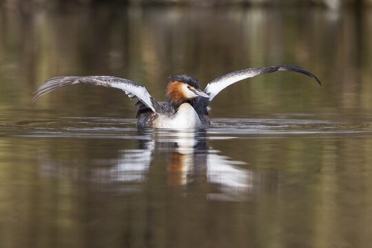Great-crested Grebe (Podiceps cristatus) with outstretched wings, North Hesse, Hesse, Germany