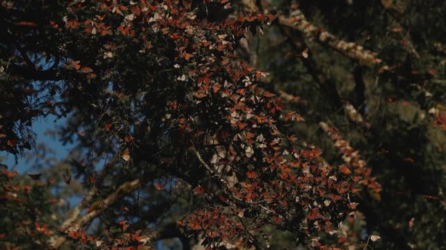 In Mexico, thousands of monarch butterflies rest on trees at sunset, turning branches into vibrant orange patterns. They lift in waves, float through the air, and land softly on leaves and grass.