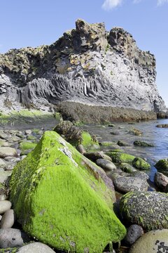 Green algae on a rock, Hellnar, Sn&aelig;fellsness, Sn&aelig;fellsnes, Iceland, Europe