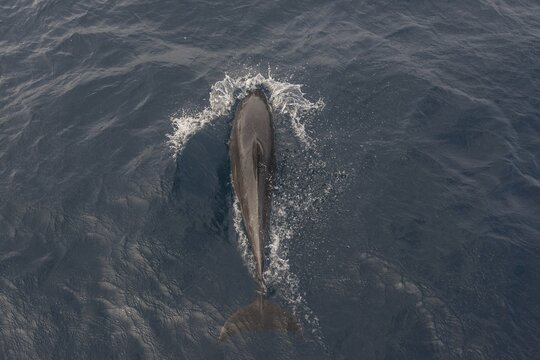 Common Bottlenose Dolphin (Tursiops truncatus), Floreana, Gal&aacute;pagos Islands, Ecuador