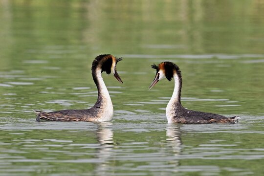 Great Crested Grebe (Podiceps Scalloped ribbonfish), pair mating, Lake Zug, Canton Zug, Switzerland