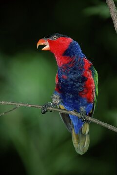 Black-capped Lory (Lorius lory)