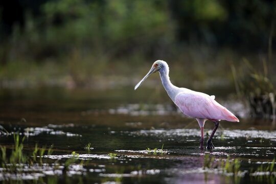 Roseate spoonbill (Ajaia ajaja), adult in the water, foraging, Pantanal, Mato Grosso, Brazil