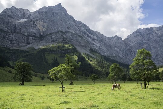 Cow between maple trees, Ahornboden, Eng, Eng Alm, Lamsenspitze rear left, Karwendel, Tyrol, Austria