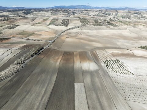 Farmland and cultivated olive trees (Olea europaea) . Aerial view. Drone shot. Granada province, Andalusia, Spain