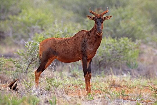 Tsessebe (Damaliscus lunatus), lyrebird, crescent moon antelope, adult, alert, Mokala National Park, Northern Cape, South Africa