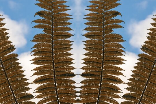 Giant tree fern fronds, Andasibe-Mantadia National Park, Madagascar