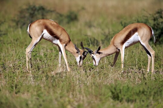 Springboks (Antidorcas marsupialis), adult males fighting, Tswalu Game Reserve, Kalahari Desert, North Cape, South Africa