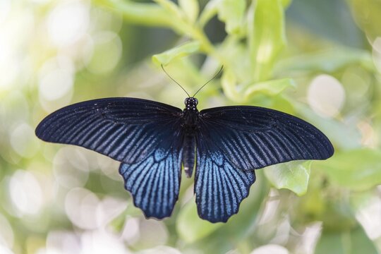 Spangle (Papilio protenor), captive, Munich