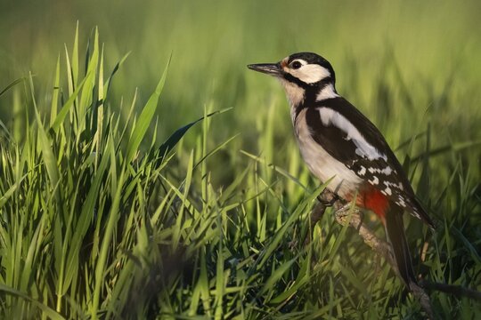 Great spotted woodpecker (Dendrocopos major) sitting on a branch in a meadow, Baden-W&uuml;rttemberg, Germany