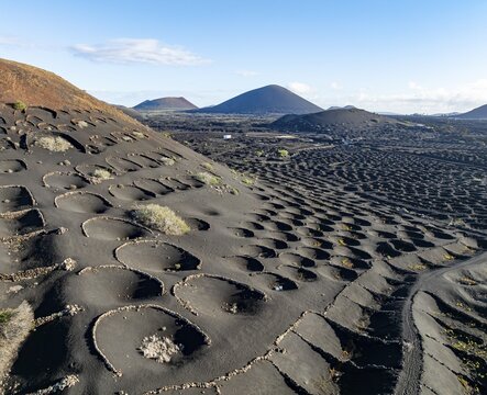 Typical drywall viticulture in volcanic landscape, on volcanic ash, lapilli, aerial view, vines, La Geria wine-growing region, Lanzarote, Canary Islands, Spain