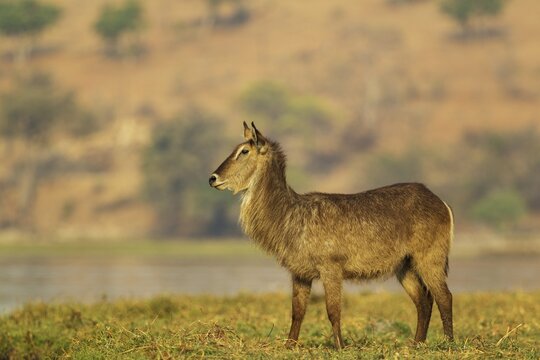 Common Waterbuck (Kobus ellipsiprymnus), cow on an island in the Chobe River, Chobe National Park, Botswana