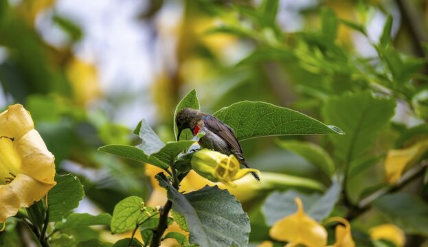 Olive-bellied Sunbird (Cinnyris chloropygius) at a yellow flower, Mgahinga Gorilla National Park, Western Region, Uganda