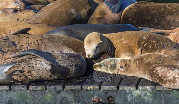 California Sea Lions (Zalophus californianus) at Pier 39, Fisherman's Warf, San Francisco, California, USA