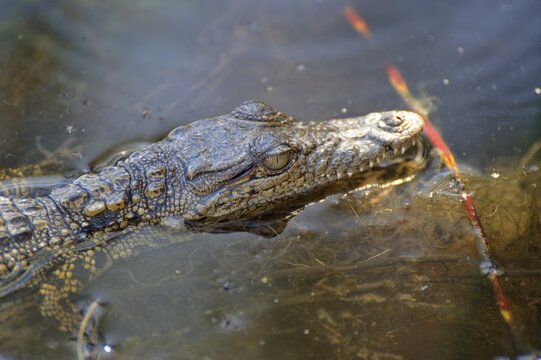Young Nile crocodile (Crocodylus niloticus) in the Nguma Lagoon on the Okawango River, Botswana, Africa