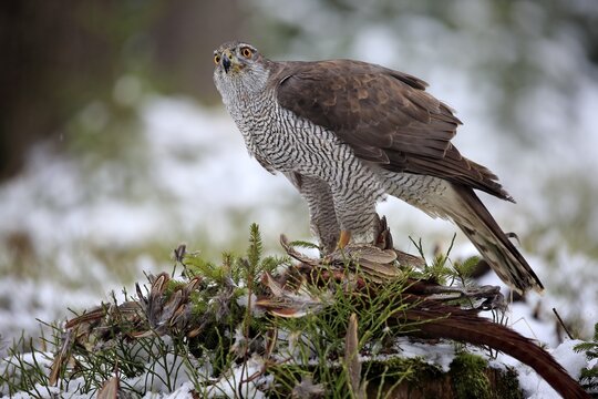 Northern goshawk, (Accipiter gentilis), adult in winter, in snow, standing on prey, Zdarske Vrchy, Bohemian-Moravian Highlands, Czech Republic