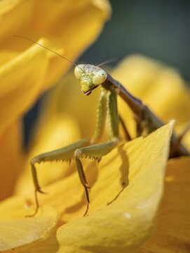 European mantis (mantis religiosa) on a flower, Paros, Aegean Sea, Greece