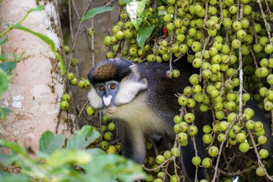 Red-tailed guenon or Congo white-nosed guenon (Cercopithecus ascanius schmidti), sitting on a tree between fruits, Bigodi, Western Region, Uganda