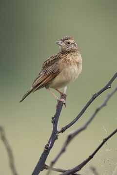 Bush Pipit (Anthus caffer), adult, on tree, perch, Pilanesberg National Park, North West Province, South Africa, Africa, Germany