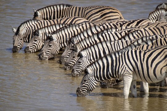 Herd of Plains Zebras (Equus burchelli) at the waterhole of Okaukuejo, Etosha National Park, Namibia, Africa