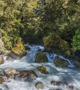 River flowing through lush vegetation, temperate rainforest, Fiordland National Park, Southland, New Zealand