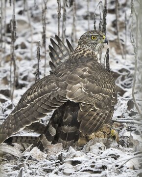 Northern goshawk (Accipiter gentilis), adult female, cloaked over captured Common kestrels (Falco tinnunculus), Hesse, Germany