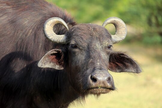 Water buffalo (Bubalis bubalis), adult, portrait, Bundala National Park, Sri Lanka