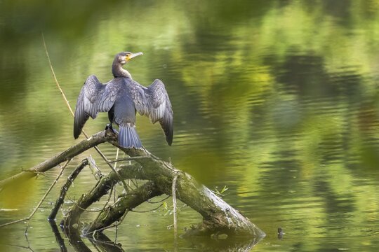 Great cormorant (Phalacrocorax carbo) drying wings on dead wood, North Hesse, Hesse, Germany