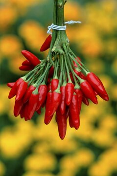 Hot Chili / (Capsicum annuum)