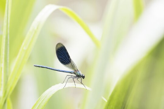 Banded demoiselle (Calopteryx splendens), male, on reed stalk (Phragmites communis), Hesse, Germany