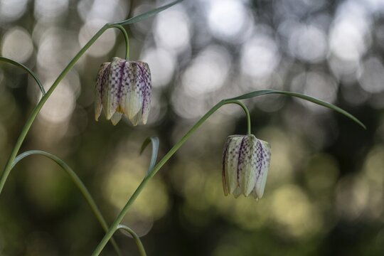 Snake's Head Fritillary (Fritillaria meleagris), Emsland, Lower Saxony, Germany