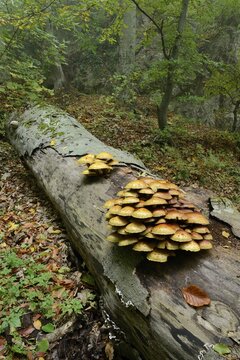 Golden scalycap (Pholiota aurivella) growing on a dead beech, Arnstein, Lower Austria, Austria, Europe