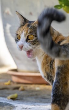 Tabby cat hisses, animal portrait, Paros, Cyclades, Aegean Sea, Greece