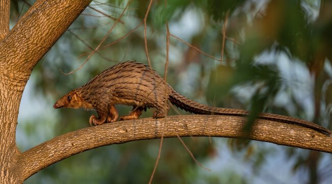 Pangolin climbing a tree, White-bellied pangolin (Phataginus tricuspis, Manis tricuspis), Western Region, Pangolin Rescue Centre, Uganda