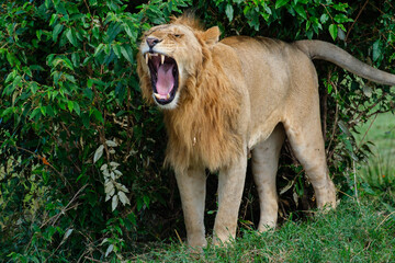 Männlicher Löwe mit aufgerissenem Maul brüllt laut © Andreas Schuepbach