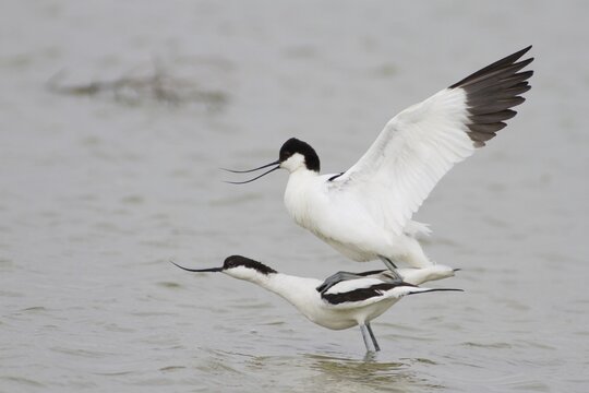 Pairing of two Pied Avocets (Recurvirostra avosetta), Texel, The Netherlands