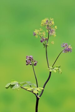 Columbine greater meadow rue (Thalictrum aquilegiifolium), flower, flowering, Ellerstadt, Germany