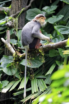 Douc Langur or Red-shanked Douc (Pygathrix nemaeus), adult, on tree, Asia