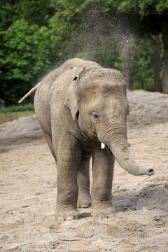 Indian elephant, (Elephas maximus indicus), young animal, sand bathing, India