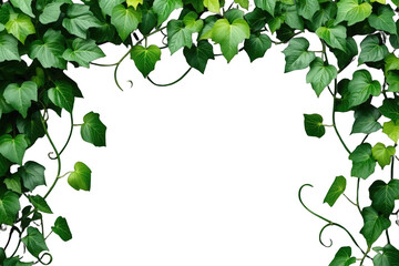 Obraz premium Fresh green ivy leaves creating natural border frame, climbing plant foliage on transparent background