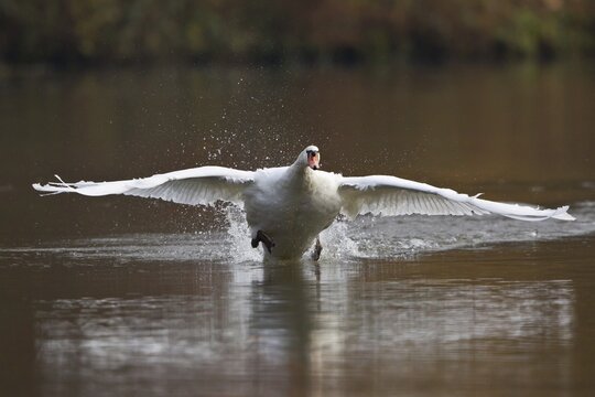 Mute Swan (Cygnus olor) taking off from water, North Hesse, Hesse, Germany