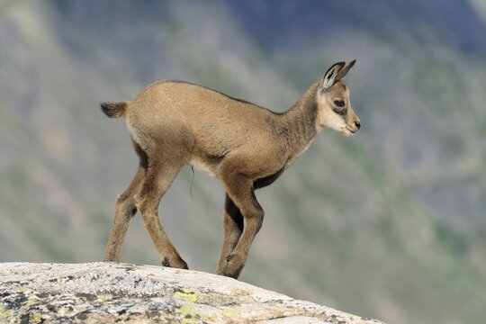 Young chamois (Rupicapra rupicapra) standing on rock slab