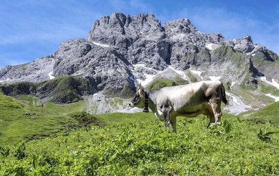 Cow in a meadow in the mountains, Heilbronner H&ouml;henweg, Allg&auml;u Alps, Bavaria, Germany