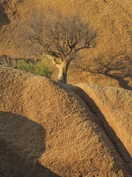 Butter tree (Cyphostemma curroii) at the Spitzkoppe mountain, Namibia, Africa